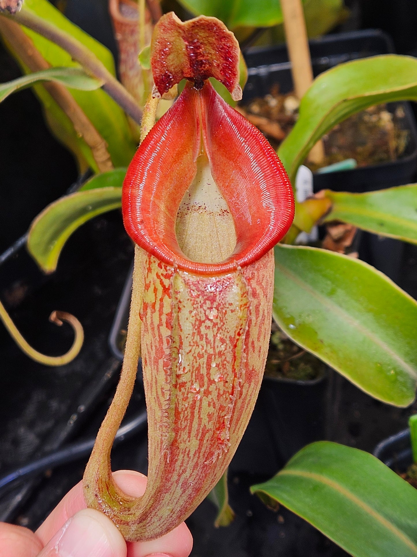 N. talangensis x zakriana - POLLEN