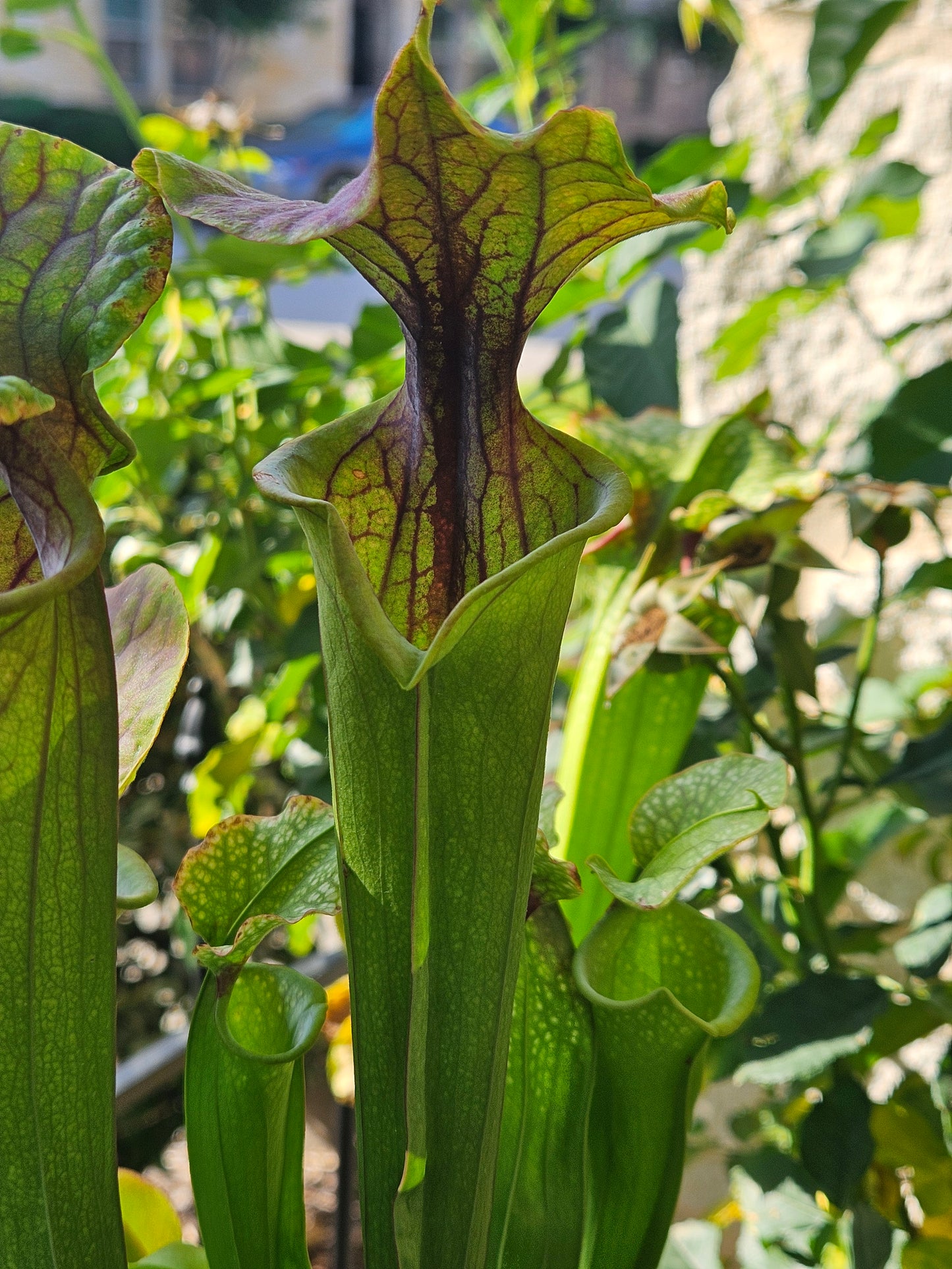 S. 'Saurus' x 'Adrian Slack'