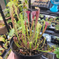 S. flava var. atropurpurea