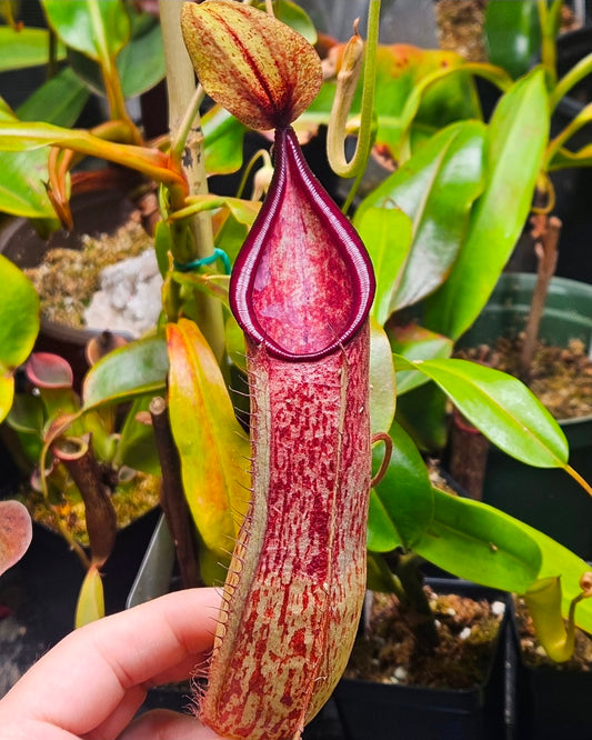 N. truncata x tentaculata