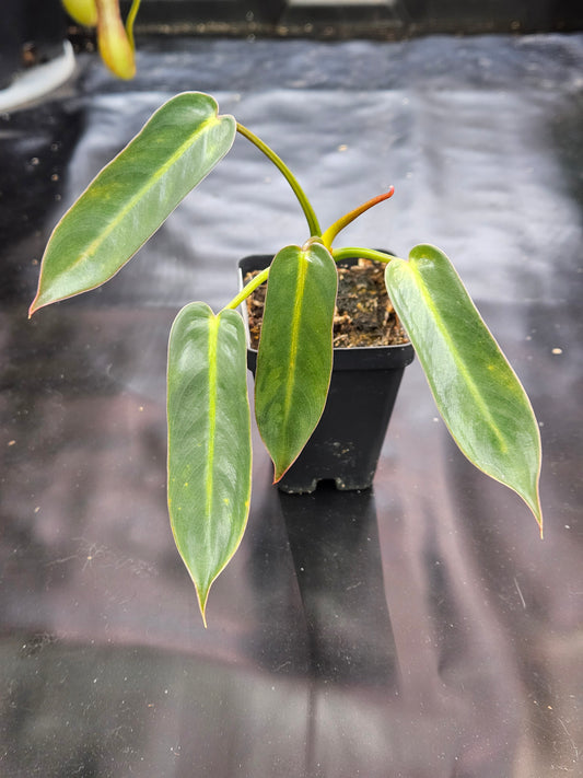 Philodendron spiritus sancti