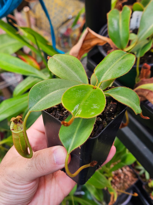 N. {[truncata x (northiana x veitchii)] x ephippiata]} x spectabilis