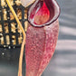 N. talangensis x (veitchii x boschiana)