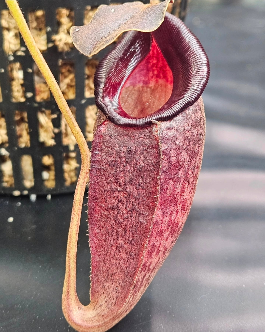 N. talangensis x (veitchii x boschiana)