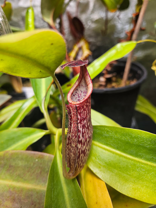 Cute pitcher of ampullaria #pitcherplants #nepenthes #ampullaria  #kantongsemar #tanamankarnivora #carnivorousplants…