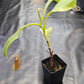 N. (veitchii x burbidgeae) x (LVB x VMV) #2
