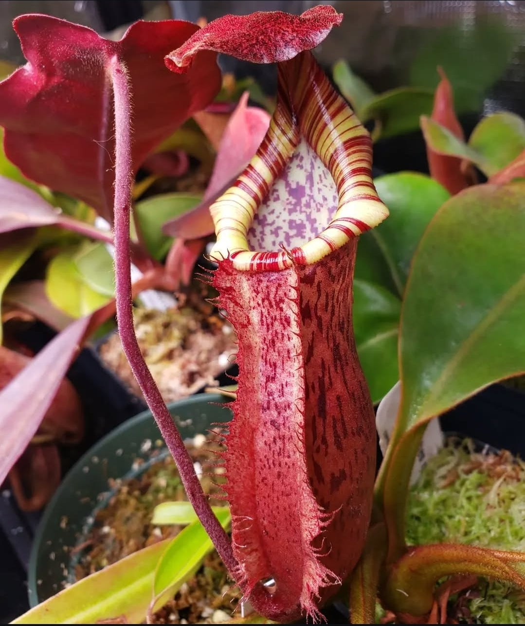 N. peltata x MSLRV - RB