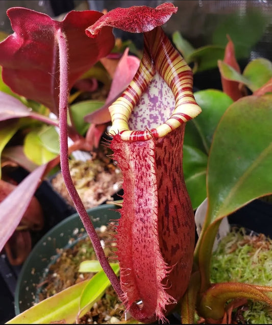 N. peltata x MSLRV - RB