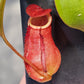 N. suratensis x northiana
