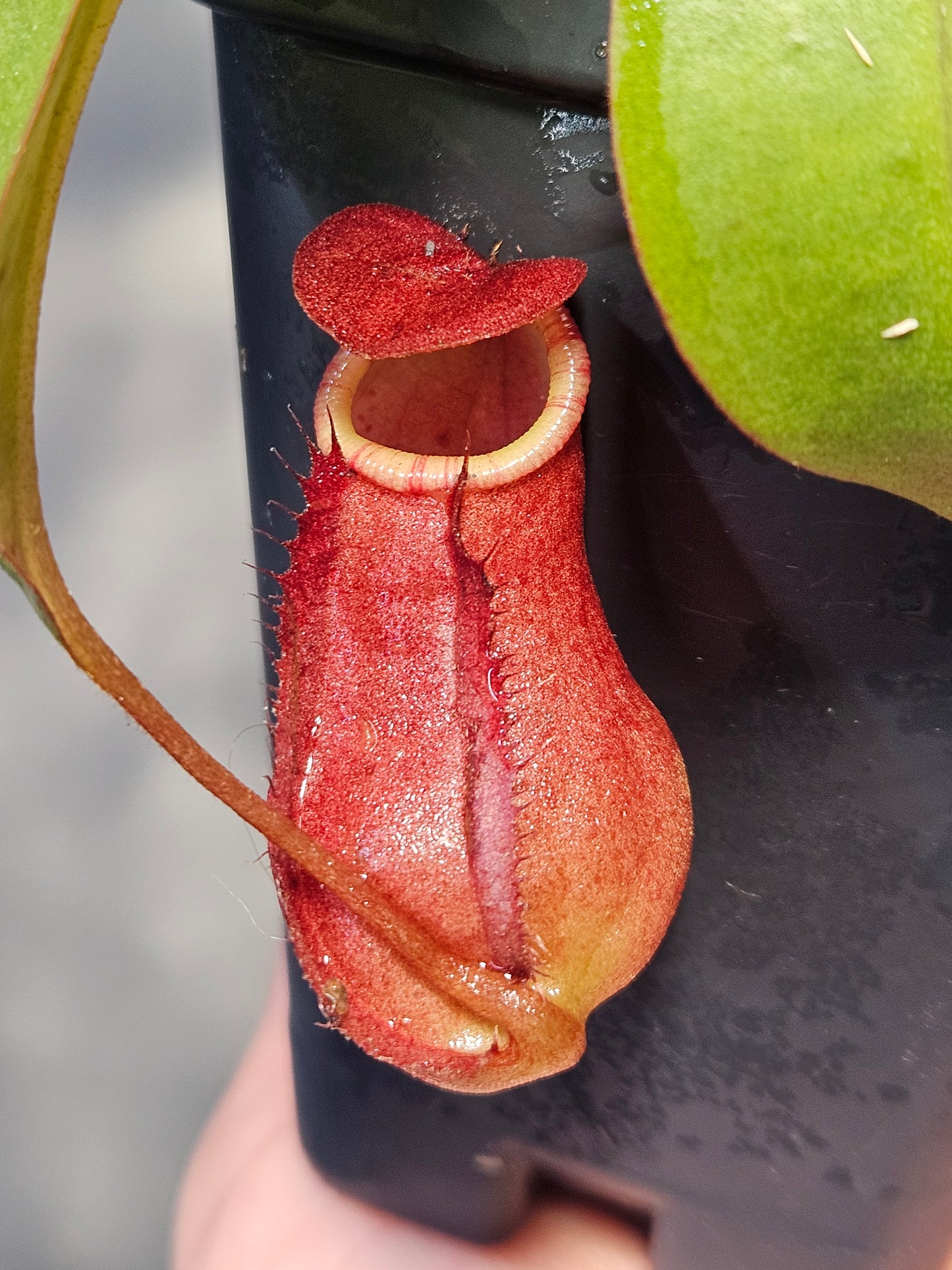 N. suratensis x northiana