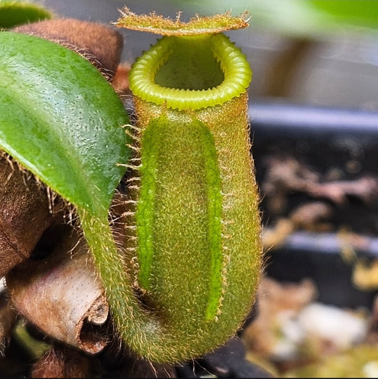 N. veitchii x edwardsiana AW03