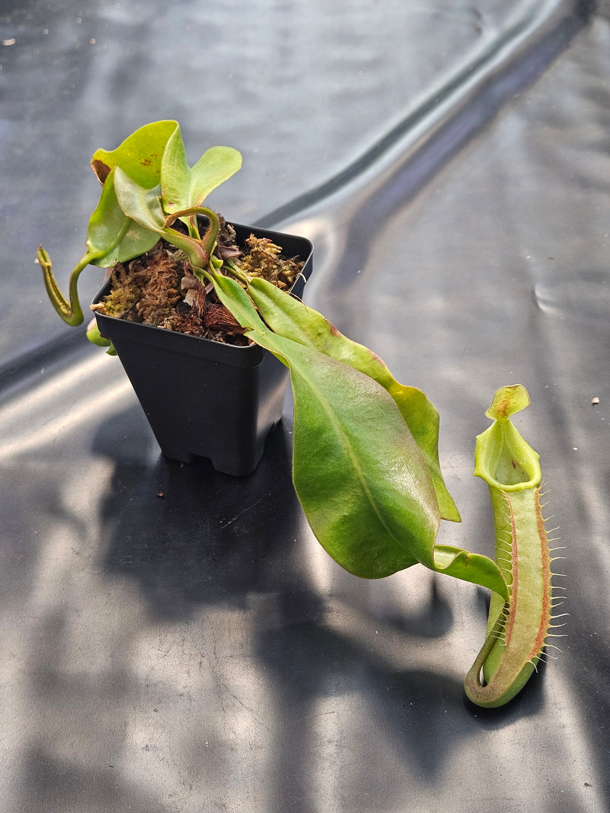 N. veitchii "Bario" - BCP
