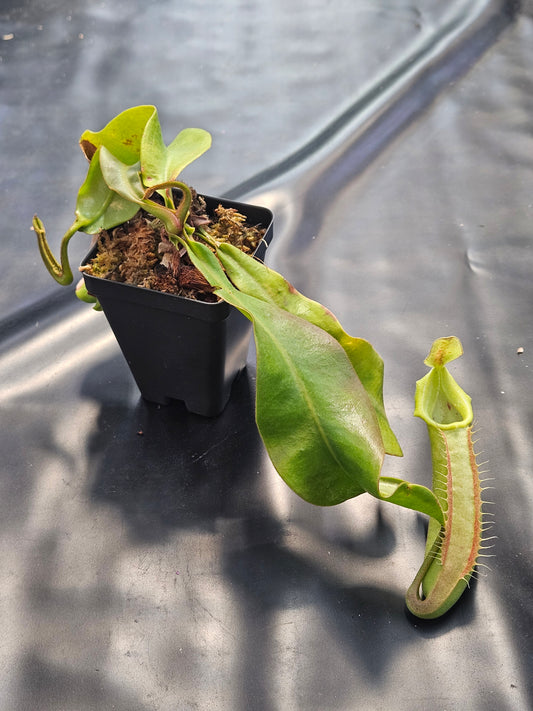 N. veitchii "Bario" - BCP