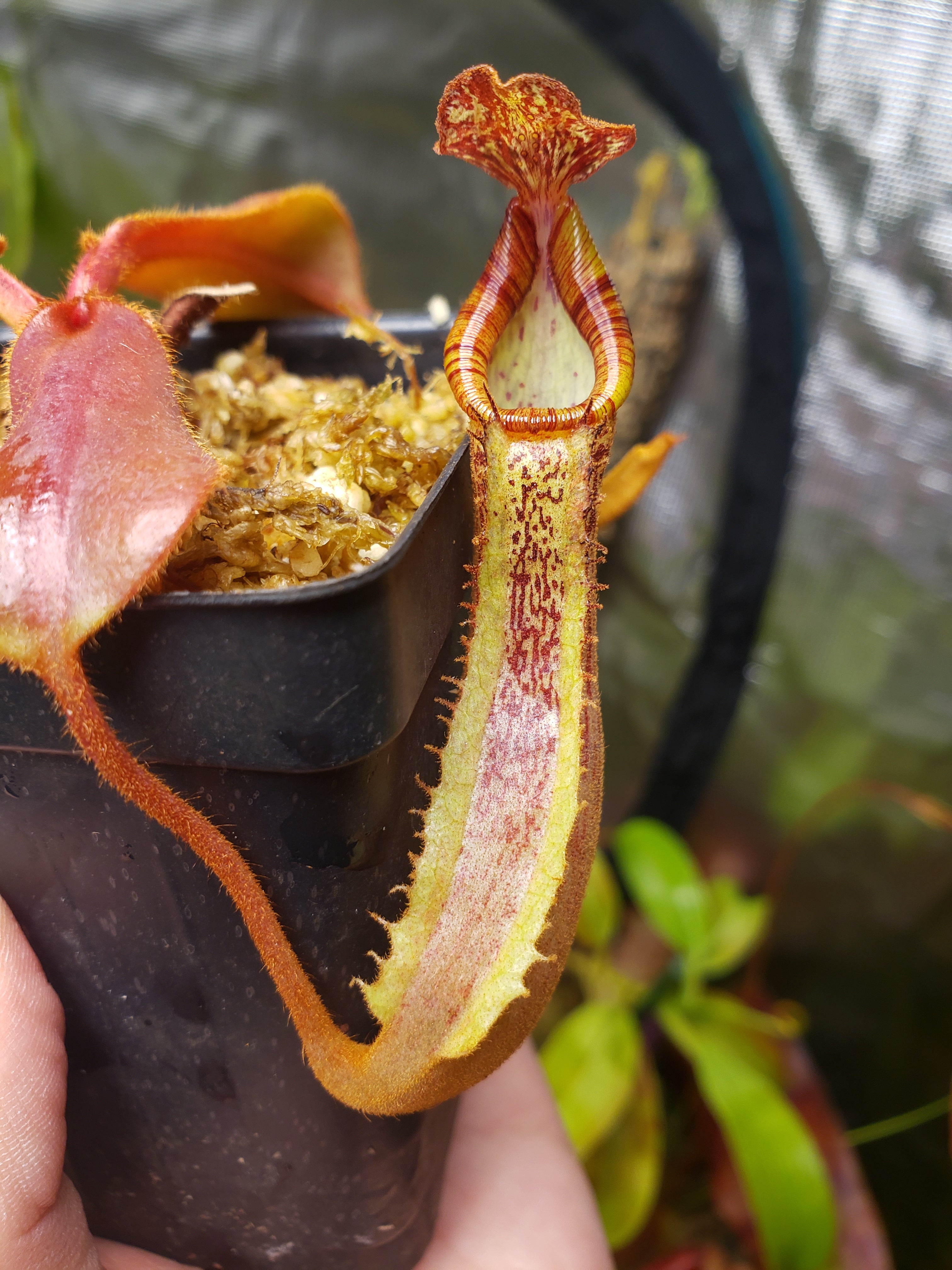 N. {[(lowii x veitchii) x boschiana] x [(veitchii x maxima) x