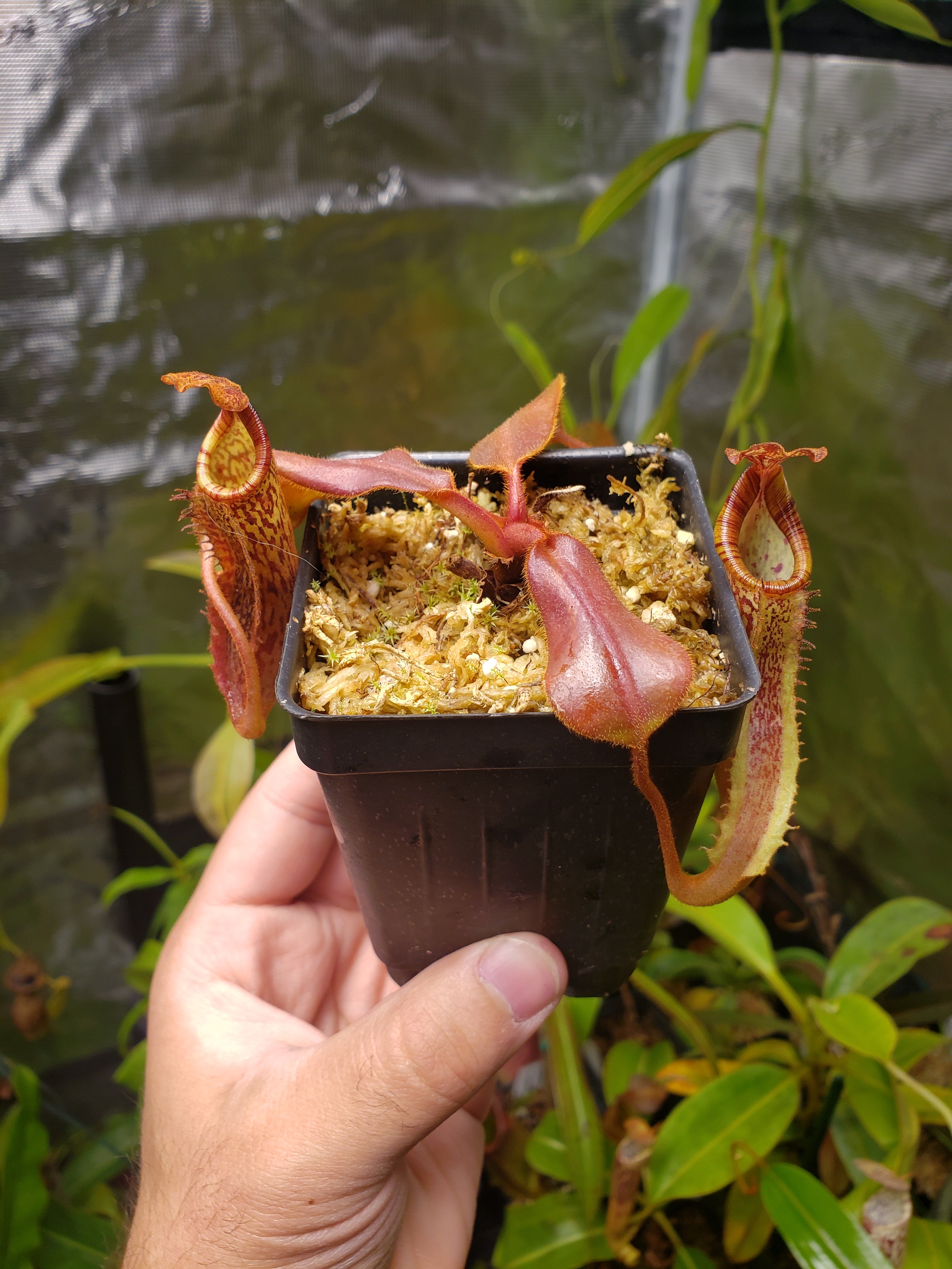 N. {[(lowii x veitchii) x boschiana] x [(veitchii x maxima) x