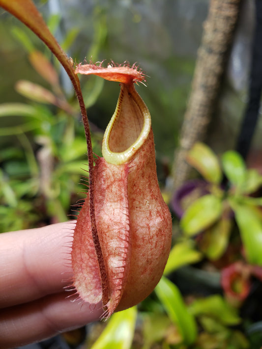 N. rafflesiana 'red' x (Globosa x ampullaria 'Black Miracle')