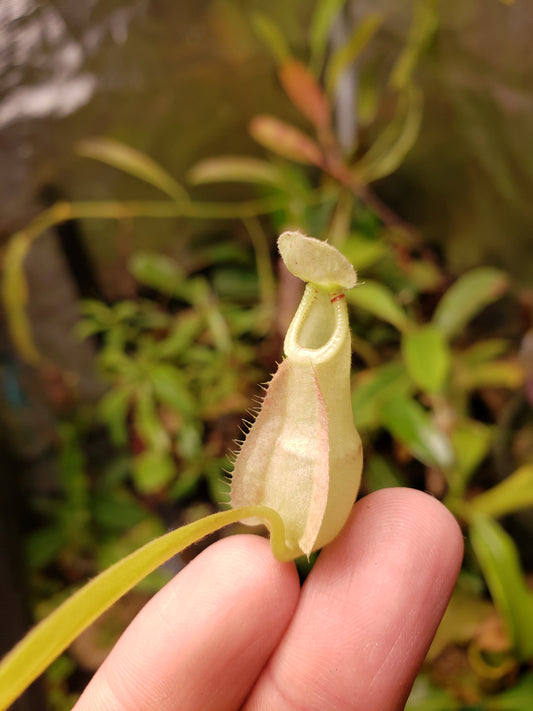 N. rafflesiana 'White' x 'Tricolor'