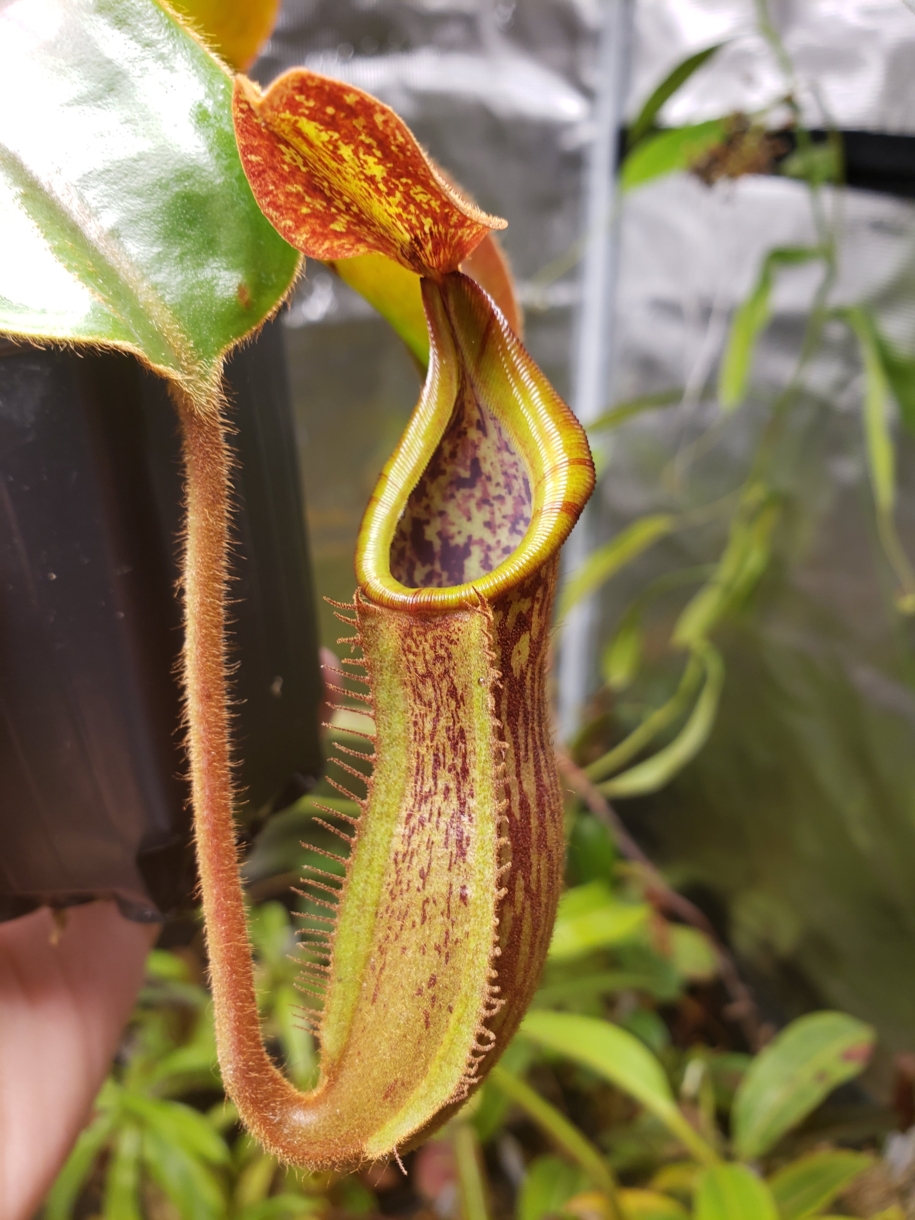 N. boschiana x veitchii EP x 'Bario Stripe' – CarnageFarms