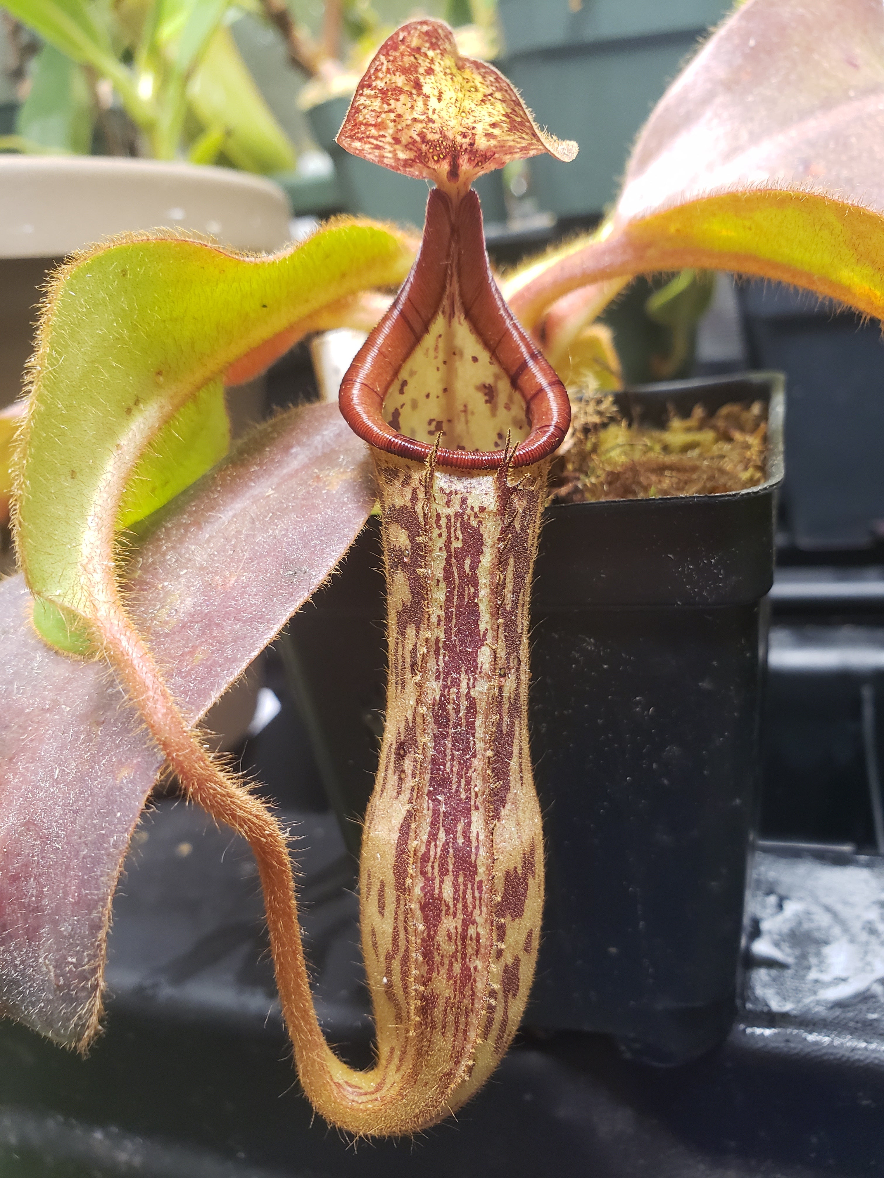 N. {[(lowii x veitchii) x boschiana] x [(veitchii x maxima) x veitchii –  CarnageFarms