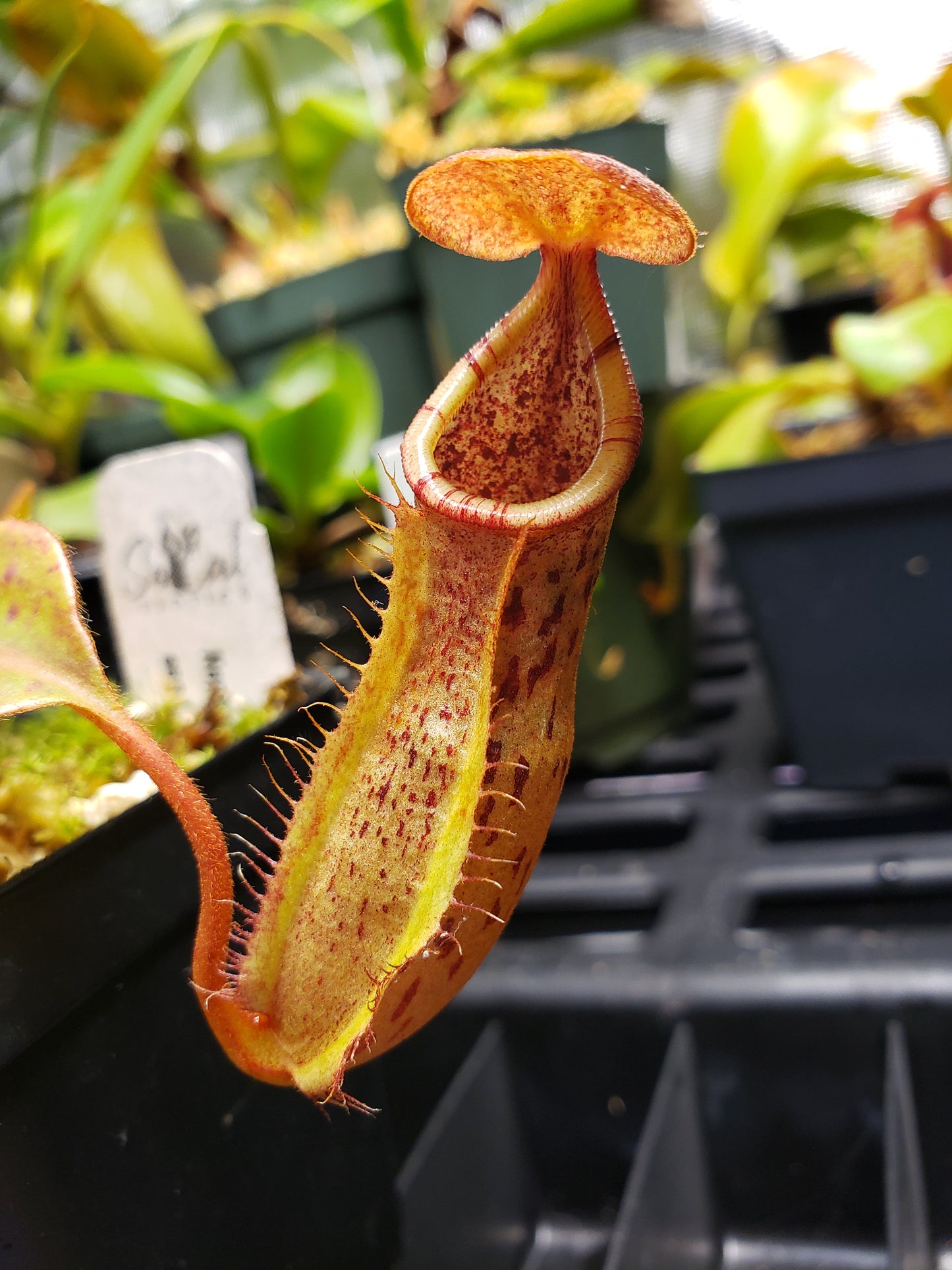 N. truncata x (singalana x spectabilis)