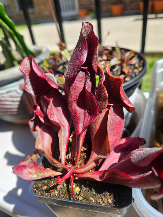 S. purpurea ssp. purpurea