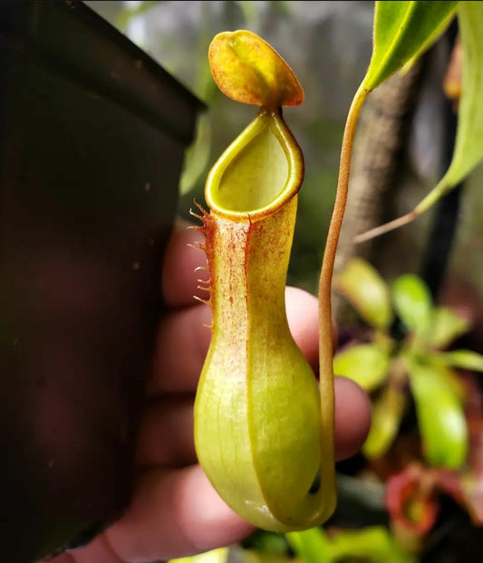 N. graciliflora