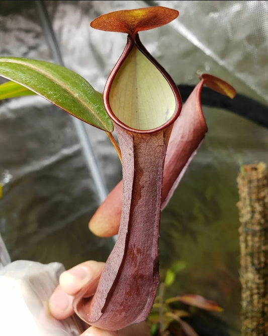 N. ramispina x reinwardtiana
