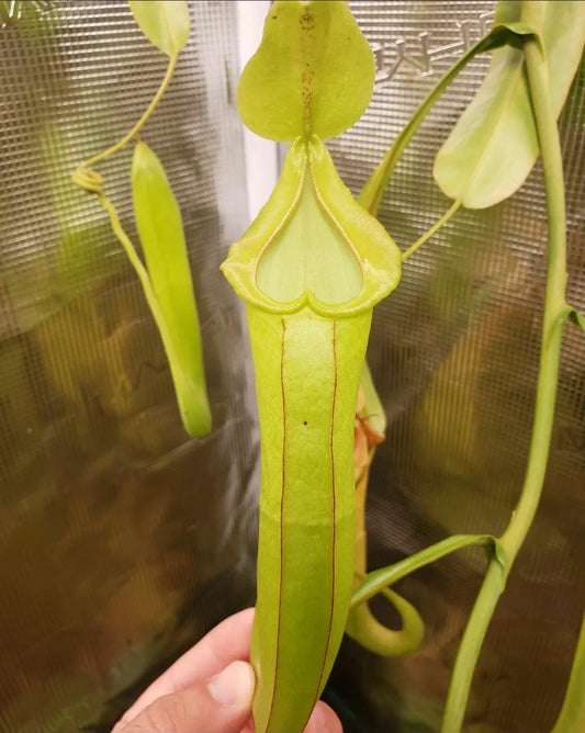 N. adrianii x maxima